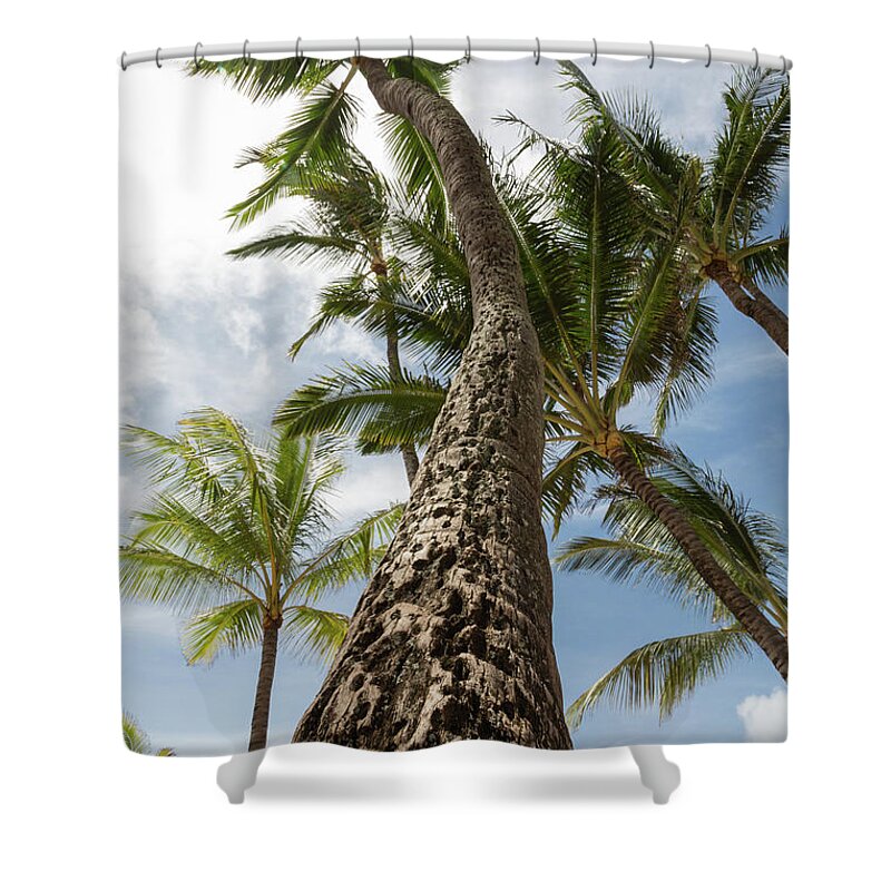 Maui Shower Curtain featuring the photograph Maui Palm 2 by John Daly