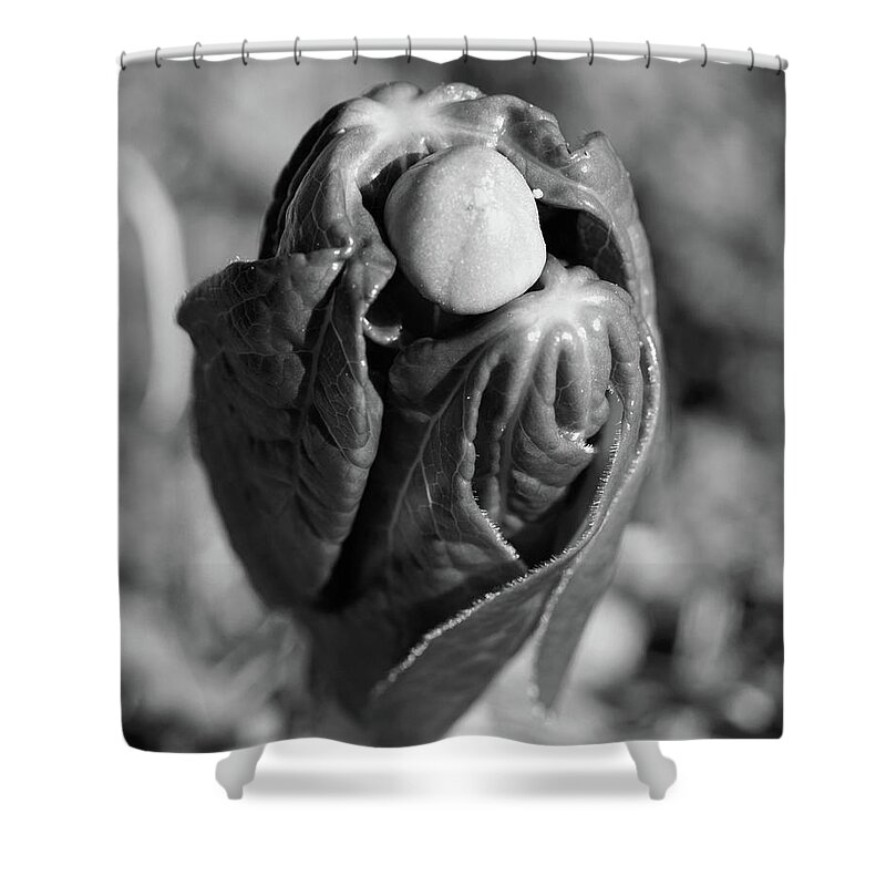 Black Shower Curtain featuring the photograph May Apple BW #488 by Raymond Magnani
