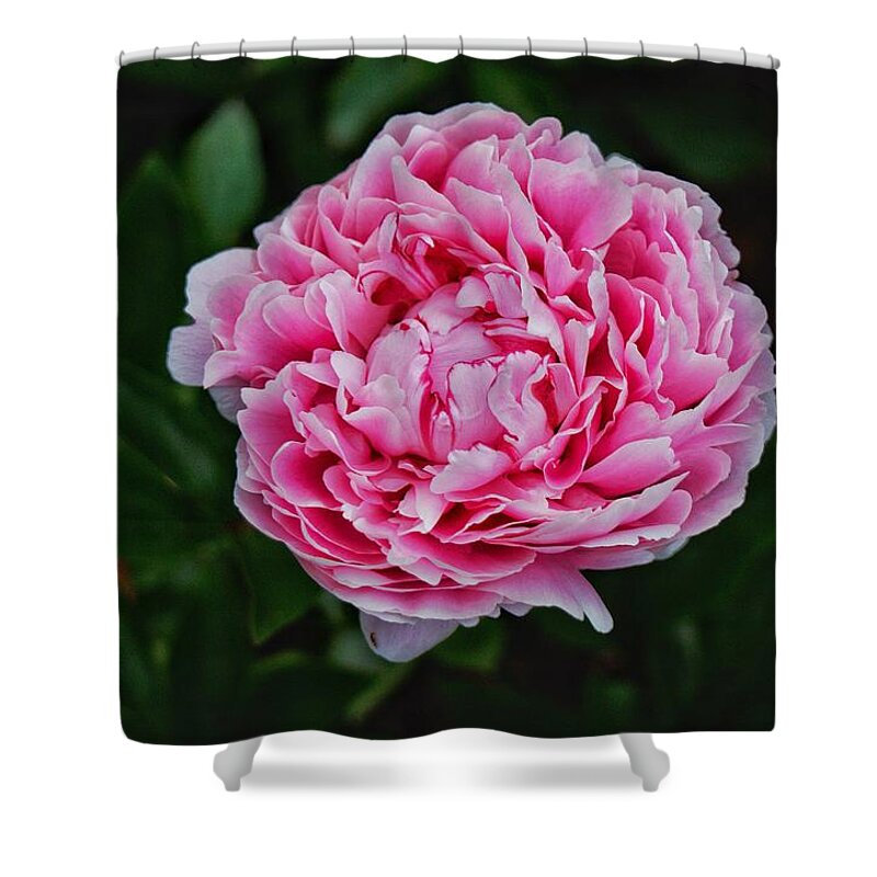 Peony Shower Curtain featuring the photograph May Peony by Chris Berrier