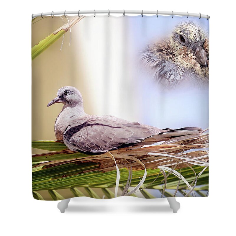 Dove Chicks Shower Curtain featuring the photograph Me all grown up 01 by Kevin Chippindall