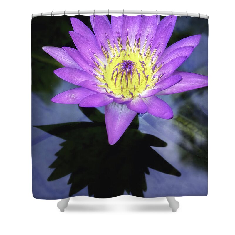 Aquatic Shower Curtain featuring the photograph Beautiful reflection of waterlily in a pond. by Usha Peddamatham