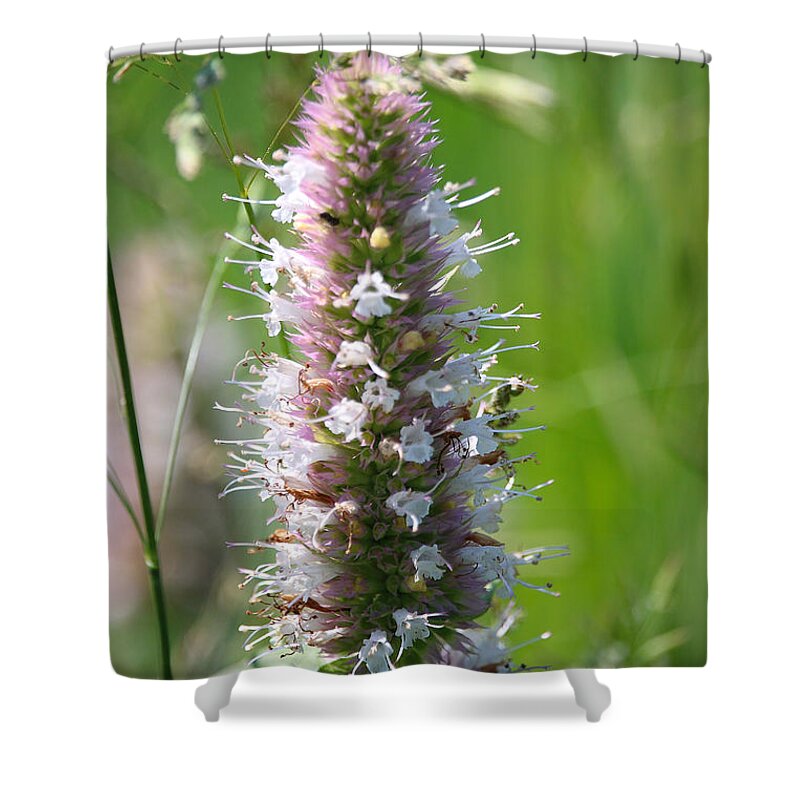 Gallatin Forest Shower Curtain featuring the photograph Meadow Marvels by Susan Herber