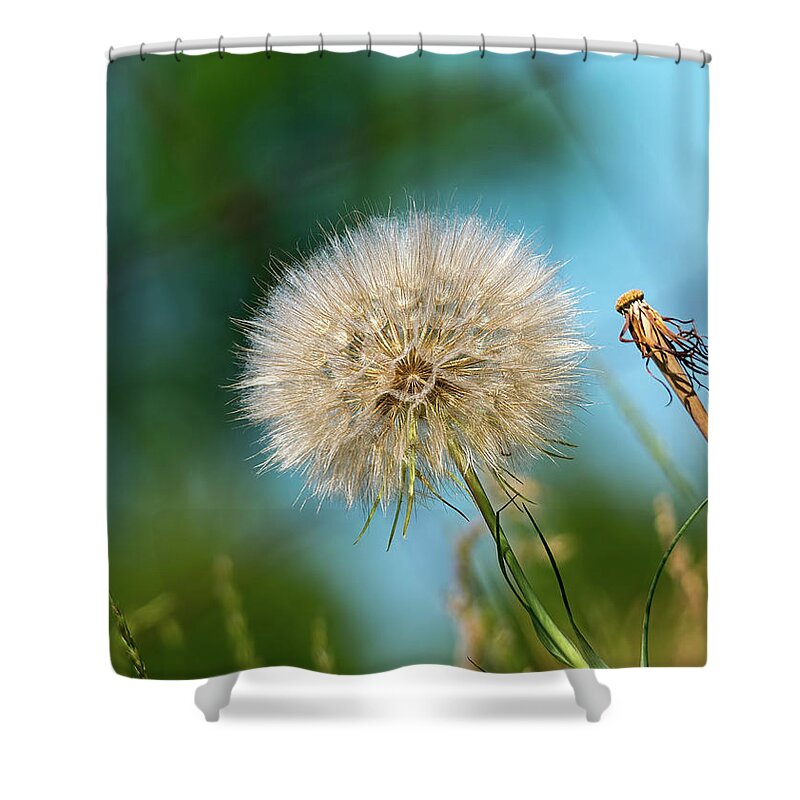 Fragile Shower Curtain featuring the photograph Meadow salsify plant in seed by Les Palenik