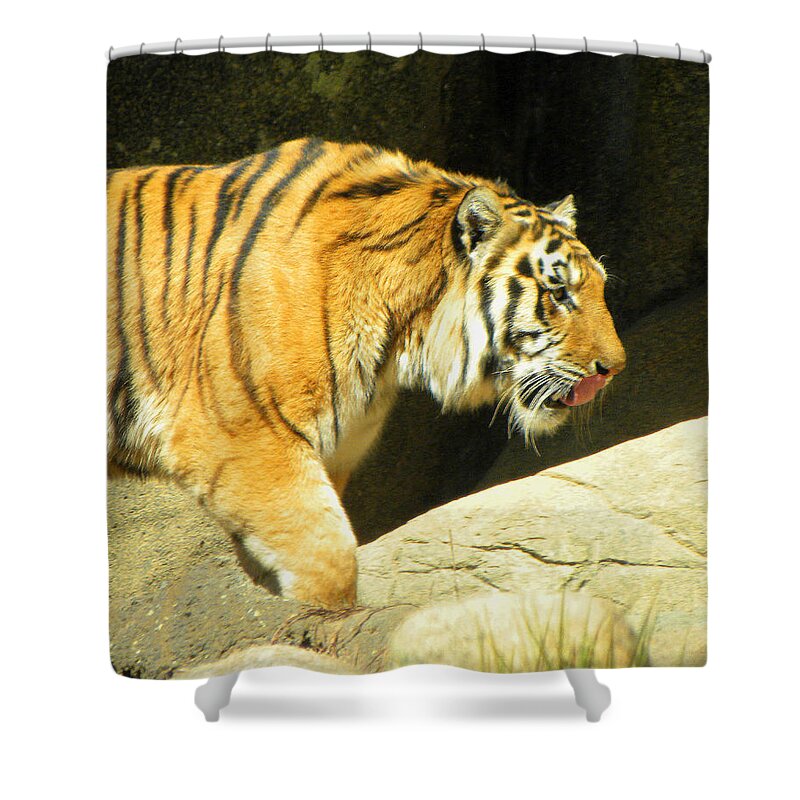 Tiger Shower Curtain featuring the photograph Meal Time by Sandi OReilly
