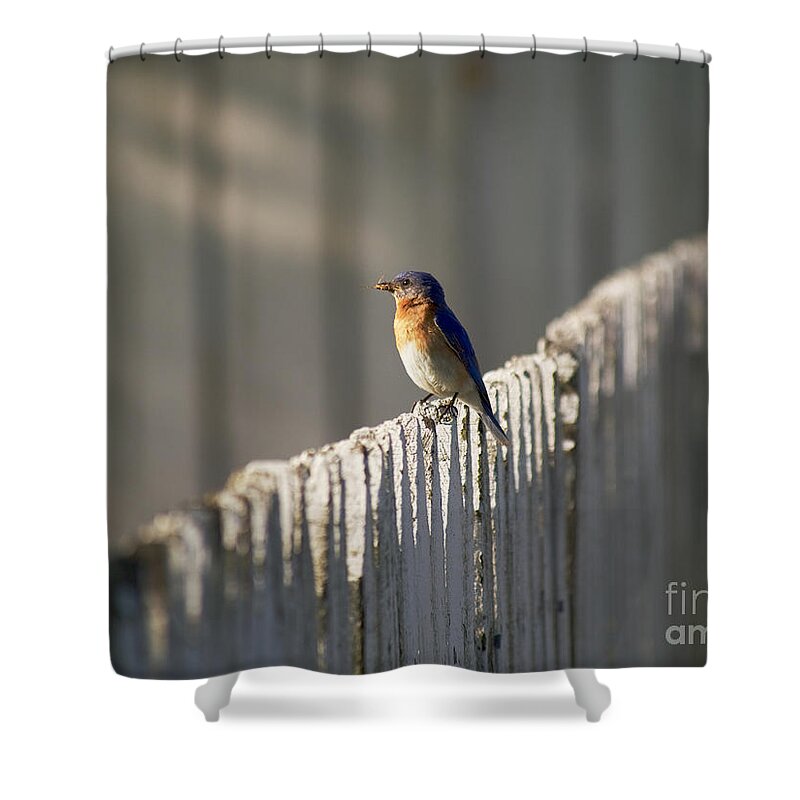 Bluebird Shower Curtain featuring the photograph Mealtime by Rachel Morrison