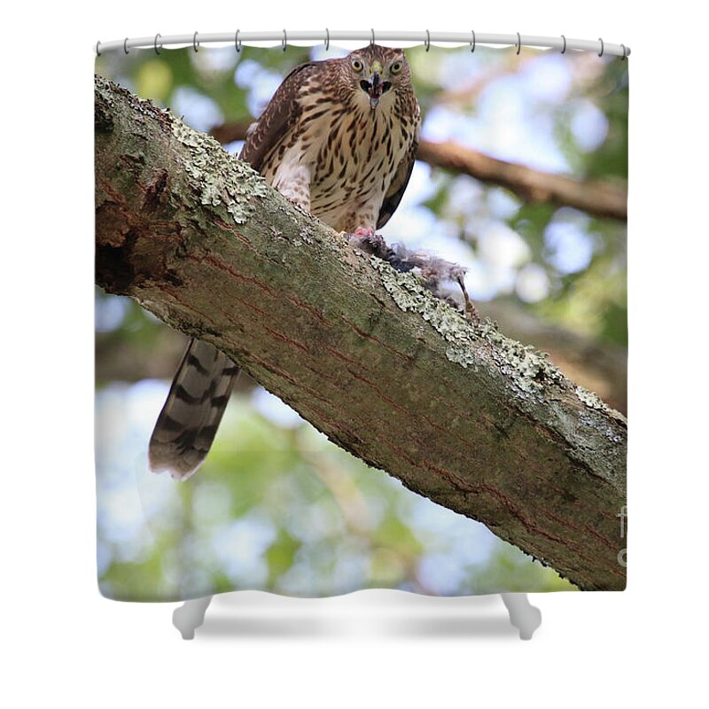 Hawk Shower Curtain featuring the photograph Mean Hawk at Dinner Time by Steven Spak