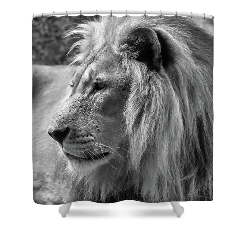 Michelle Meenawong Shower Curtain featuring the photograph Meditative Lion In Black And White by Michelle Meenawong