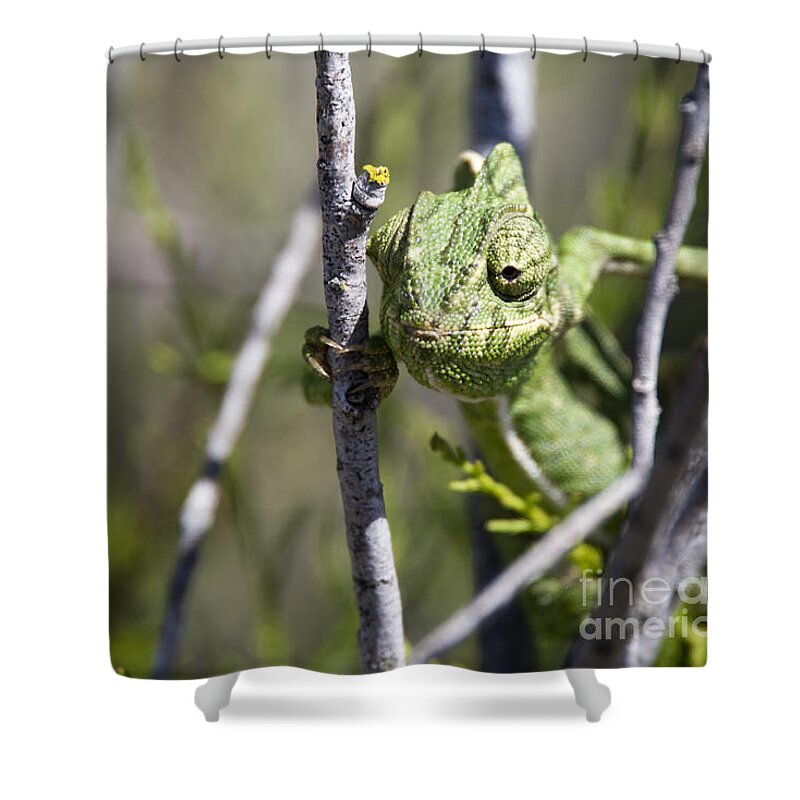 Mediterranean Chameleon Shower Curtain featuring the photograph Mediterranean Chameleon by Tony Mills
