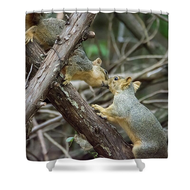 Squirrel Shower Curtain featuring the photograph Meet Me At the Fence Line by Debra Martz