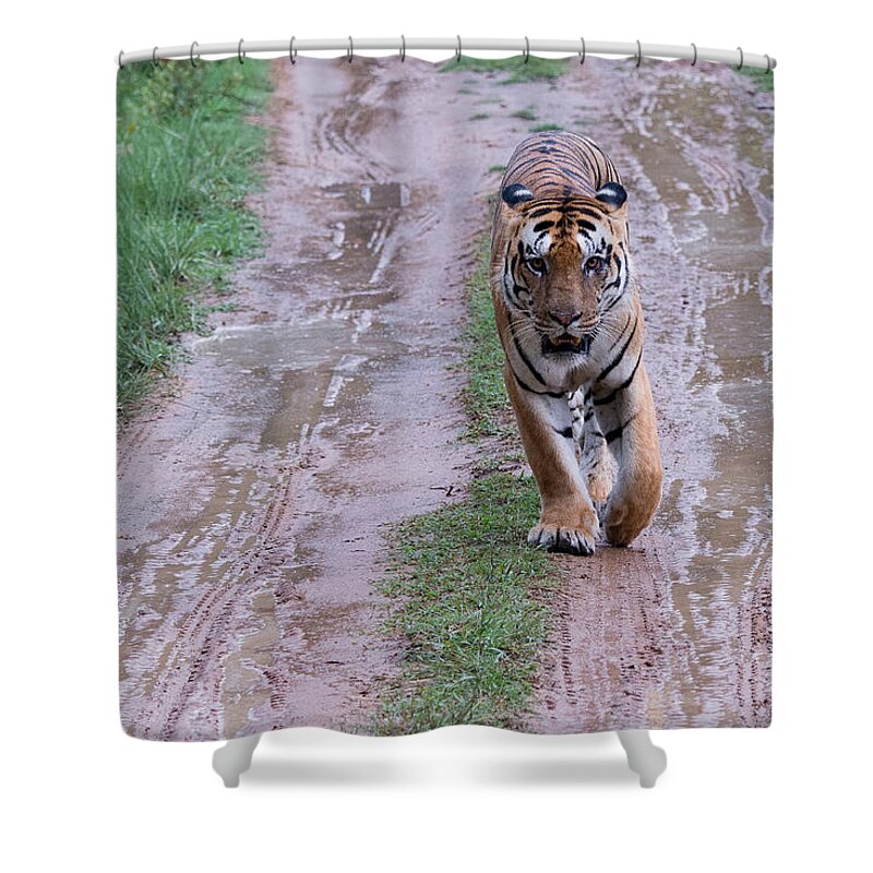 Tiger Shower Curtain featuring the photograph Face to Face with a Tiger One Rainy Afternoon by Fotosas Photography