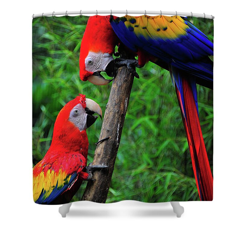  Bird Photographs Shower Curtain featuring the photograph Meeting of the Macaws by Harry Spitz