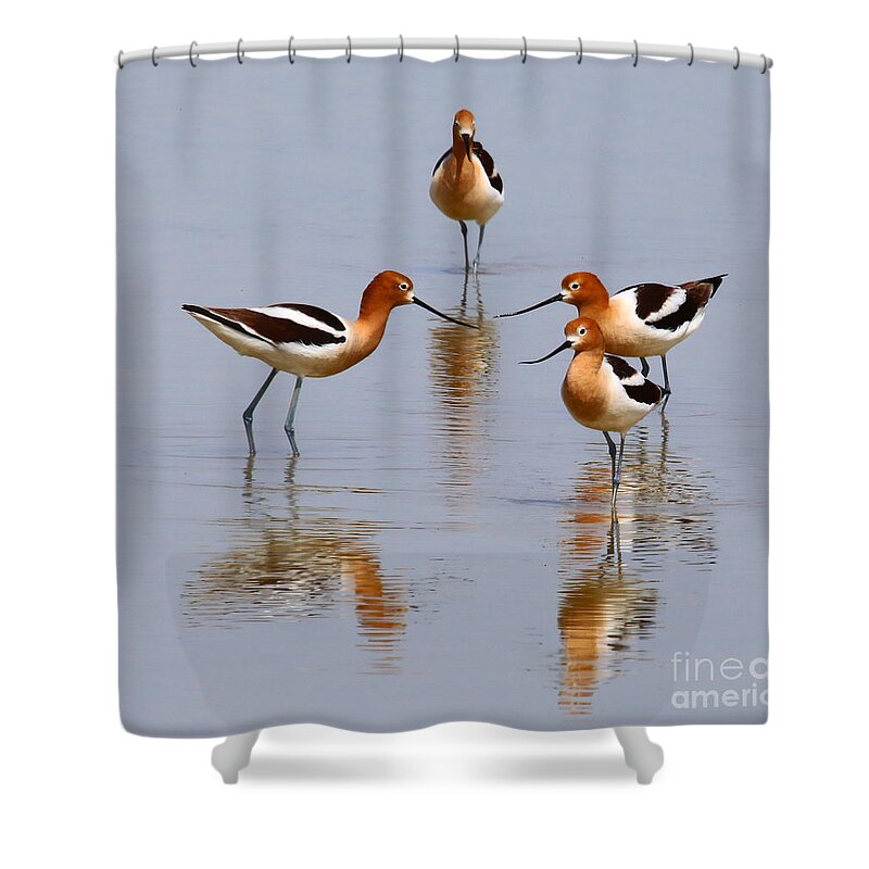 American Avocet Shower Curtain featuring the photograph Meeting of the Minds by Marty Fancy