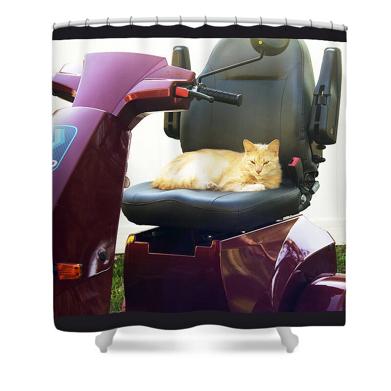 Cat Shower Curtain featuring the photograph MeGo and Erick 2 by Megan Dirsa-DuBois