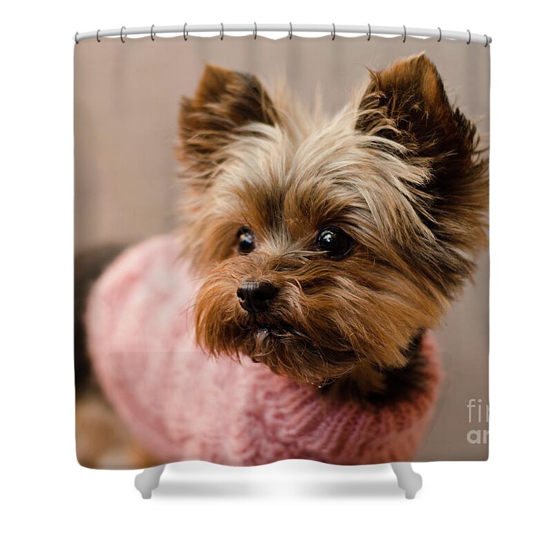 Yorkie Terrier Shower Curtain featuring the photograph Melanie in Pink Mohair by Irina ArchAngelSkaya