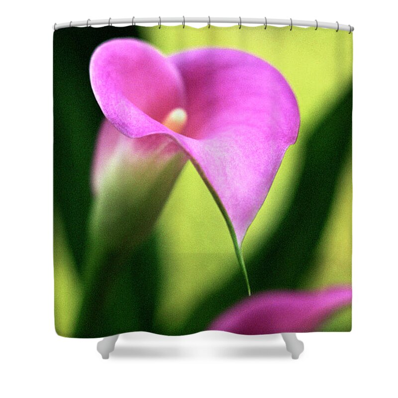 Jigsaw Shower Curtain featuring the photograph Melody by Carole Gordon