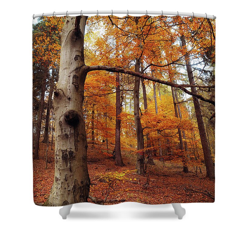 Jenny Rainbow Fine Art Photography Shower Curtain featuring the photograph Memory of the Trees by Jenny Rainbow