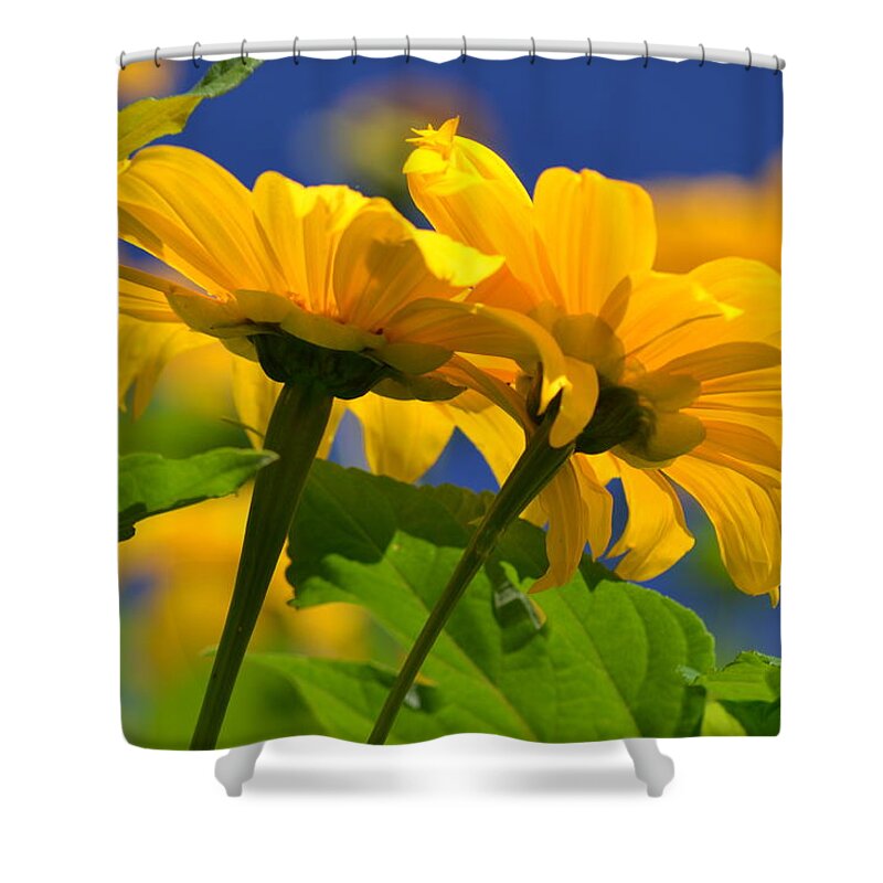 Sunflower Shower Curtain featuring the photograph Mexican Sunflower Tree by Melanie Moraga
