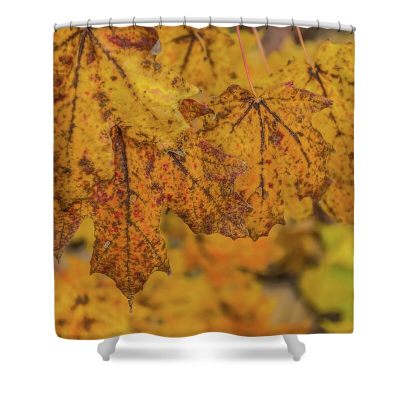Michigan Shower Curtain featuring the photograph Michigan Autumn by Pravin Sitaraman