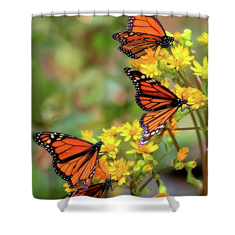 Monarch Shower Curtain featuring the photograph Monarch Butterfly Sanctuary, Mexico by Robert McKinstry