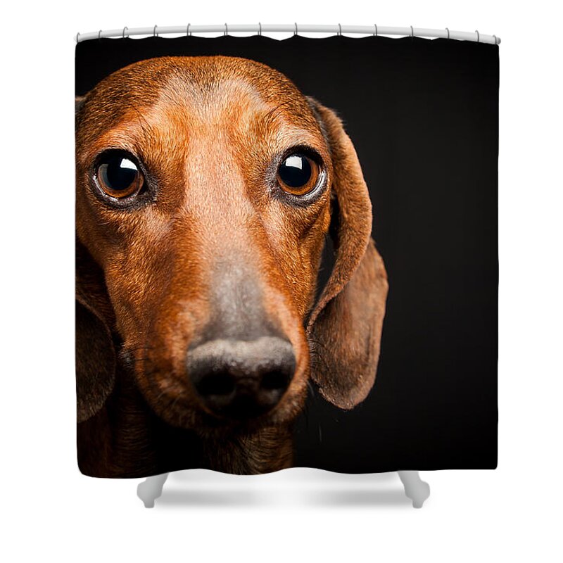 Mike Shower Curtain featuring the photograph Mike the Dachshund by SR Green