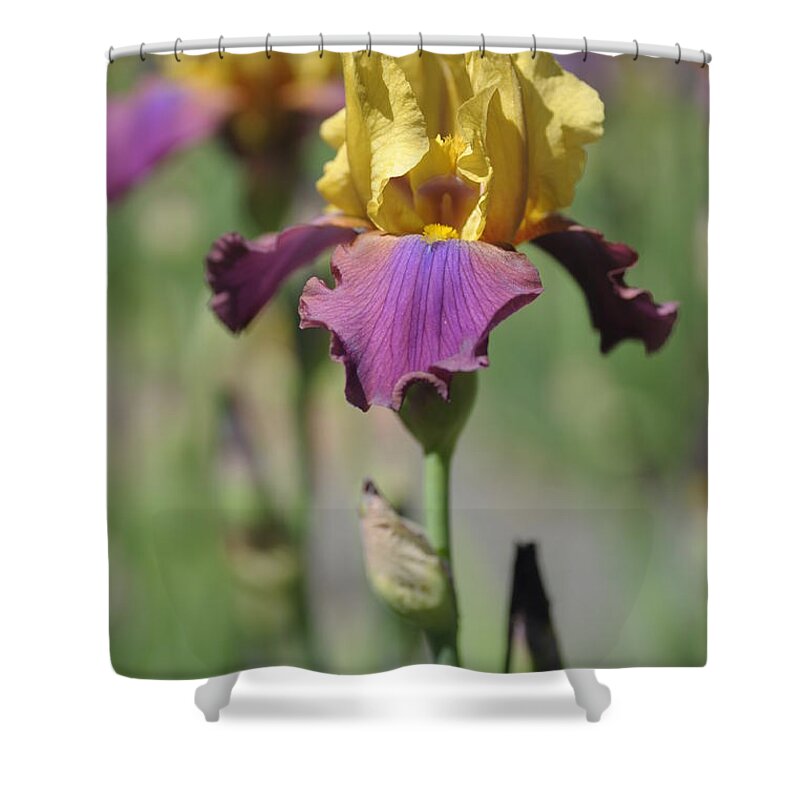 Jenny Rainbow Fine Art Photography Shower Curtain featuring the photograph Milestone 1.The Beauty of Irises by Jenny Rainbow