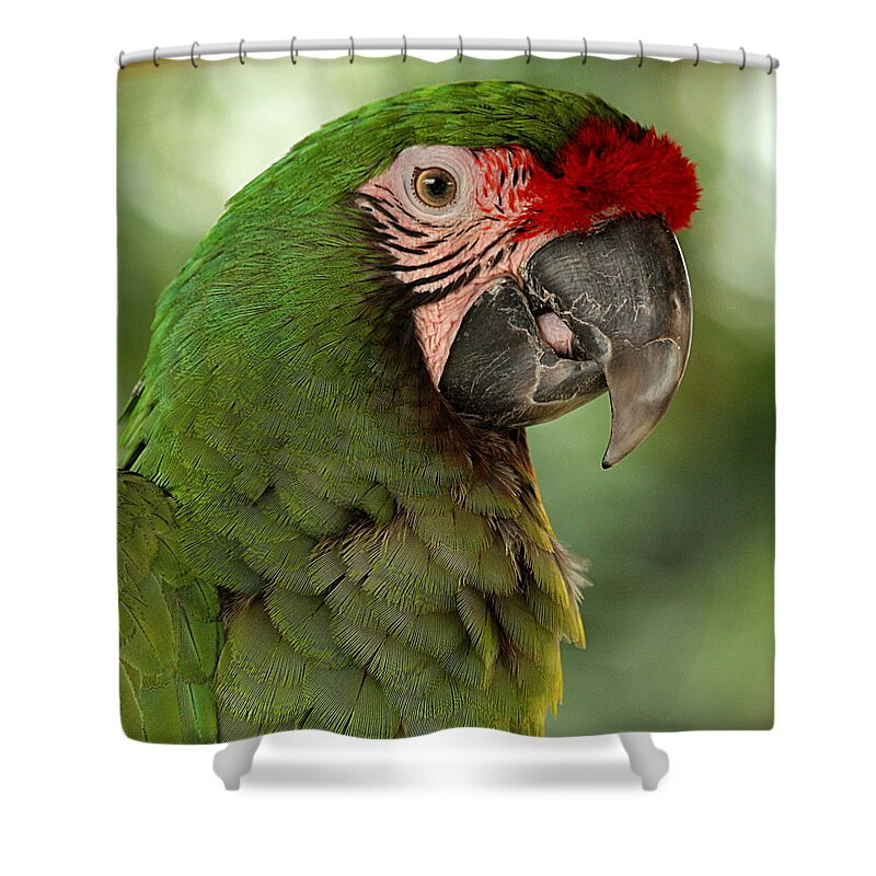 Nature Shower Curtain featuring the photograph Military Macaw by Sheila Brown