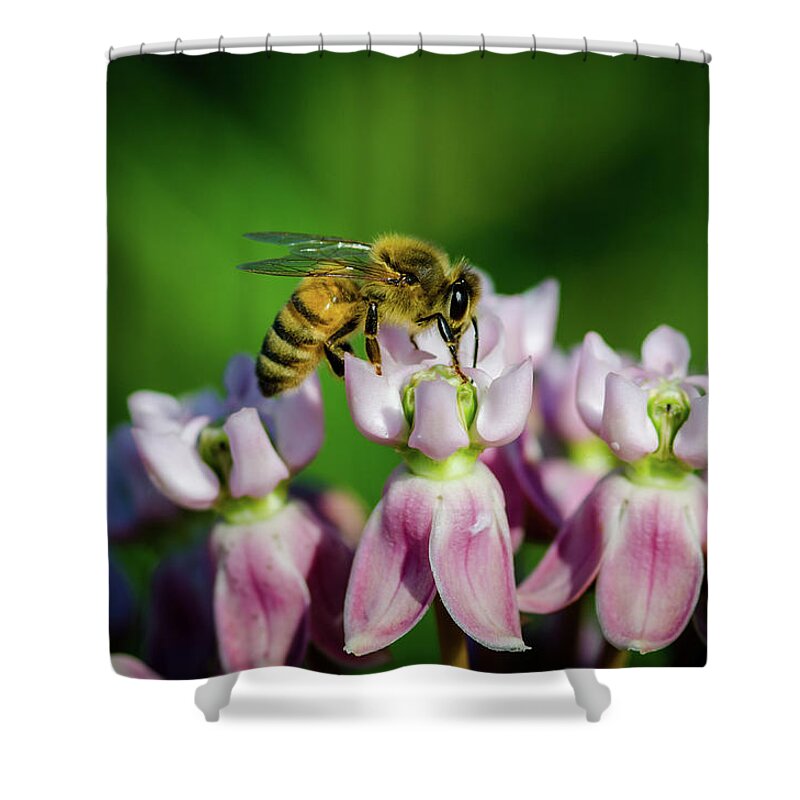 Insect Shower Curtain featuring the photograph Milk and Honey by Jeff Phillippi