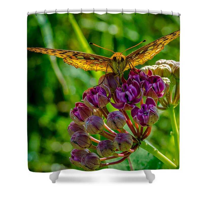 Insect Shower Curtain featuring the photograph Milkweed Buffet by Jeff Phillippi