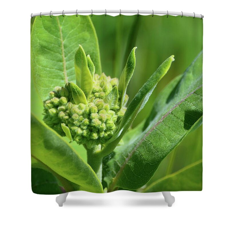 Nature Shower Curtain featuring the photograph Milkweed Flower by Lyle Crump