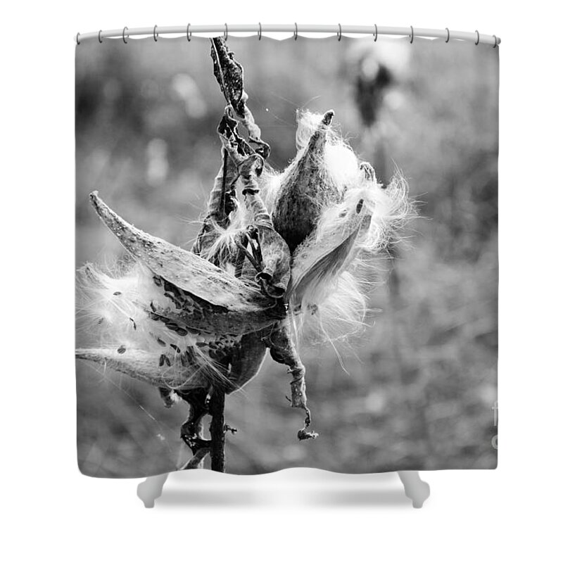 Milkweed Shower Curtain featuring the photograph Milkweed Memories by Laurel Best