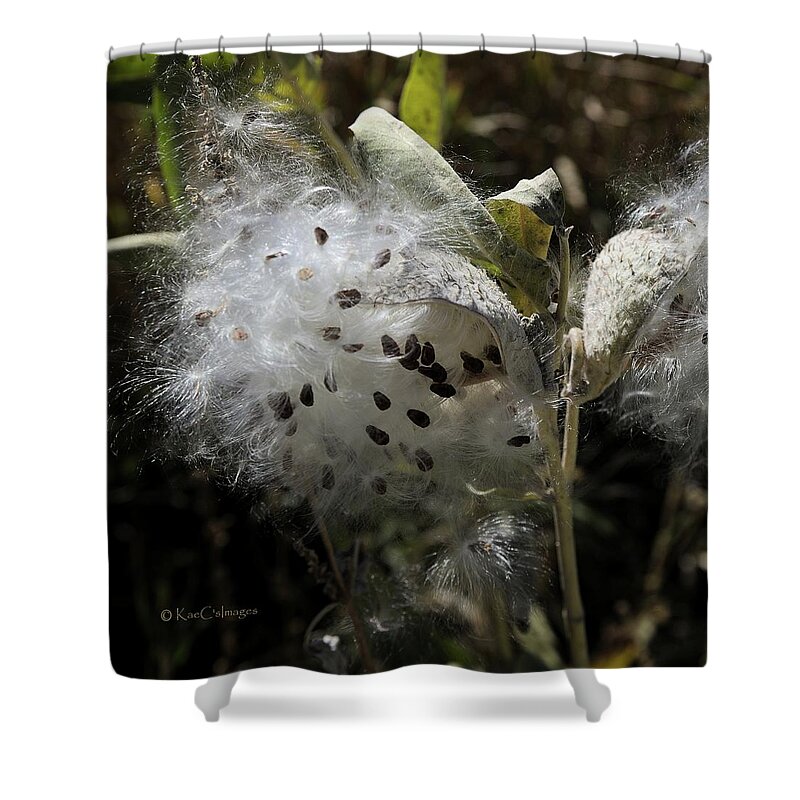 Milkweed Shower Curtain featuring the photograph Milkweed Seeds Emerging by Kae Cheatham