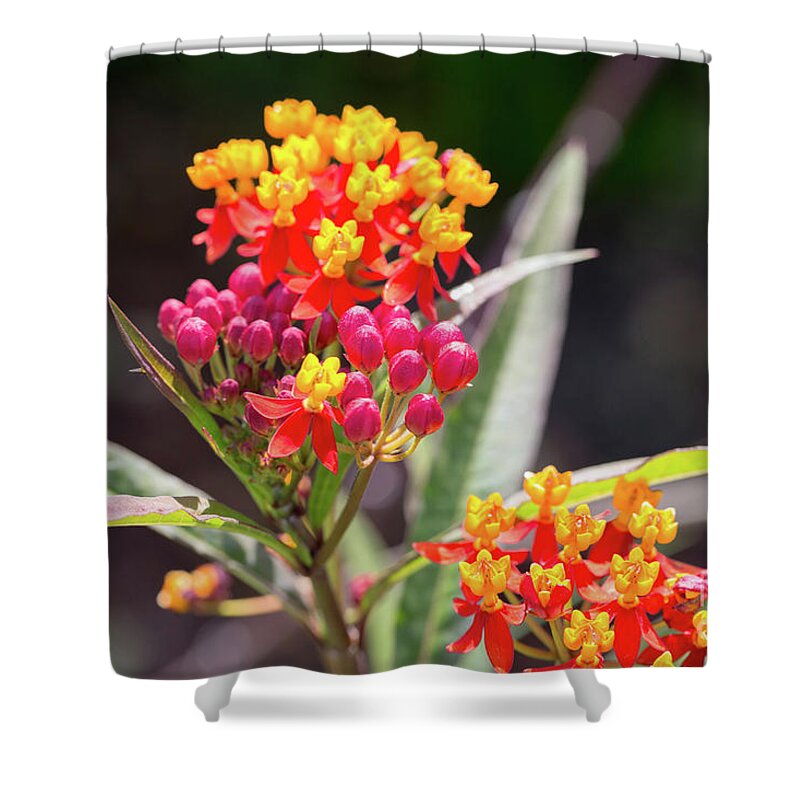 Asclepias Curassavica Silky Deep Red Shower Curtain featuring the photograph Milkweed Silky Deep Red by Louise Heusinkveld