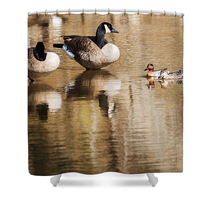 Canada Goose Shower Curtain featuring the photograph Millards And Green-Wing Teal by Ed Peterson