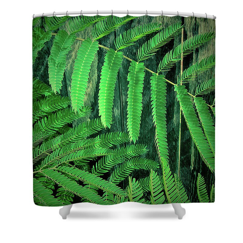 Leaves Shower Curtain featuring the photograph Mimosa Tree by Tony Grider