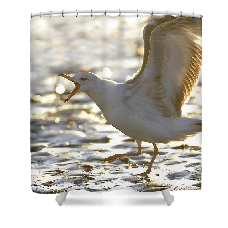 Seagull Shower Curtain featuring the photograph Mine, not yours by Judi Dressler