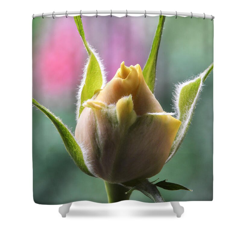 Rose Shower Curtain featuring the photograph Miniature Rose Bud. by Terence Davis