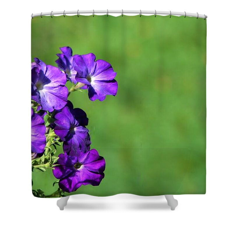 Flora Shower Curtain featuring the photograph Minimal Petunias by Barbara S Nickerson