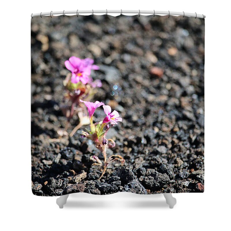 Crater's Of The Moon Shower Curtain featuring the photograph Minute Monkey Flower by Susan Herber