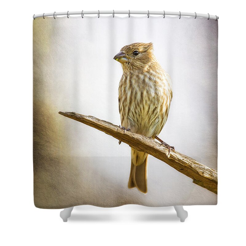 Chordata Shower Curtain featuring the photograph Miss Finch Bright Perch by Bill and Linda Tiepelman