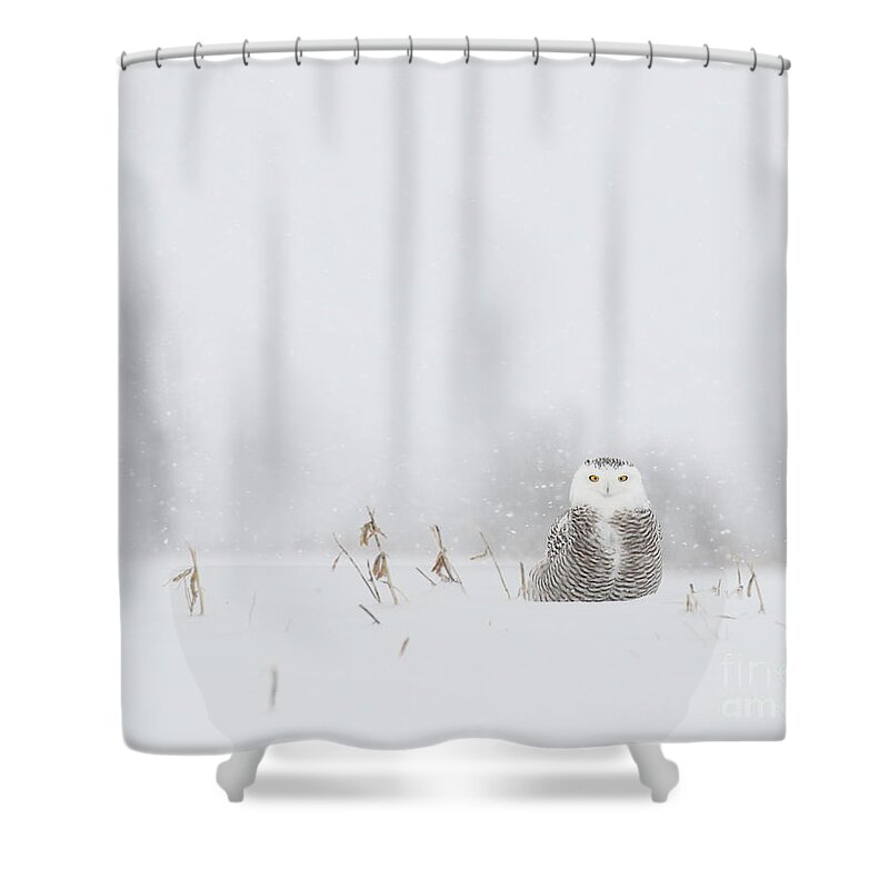 Snowy Owls Shower Curtain featuring the photograph Miss snowy owl and her snowflakes by Heather King