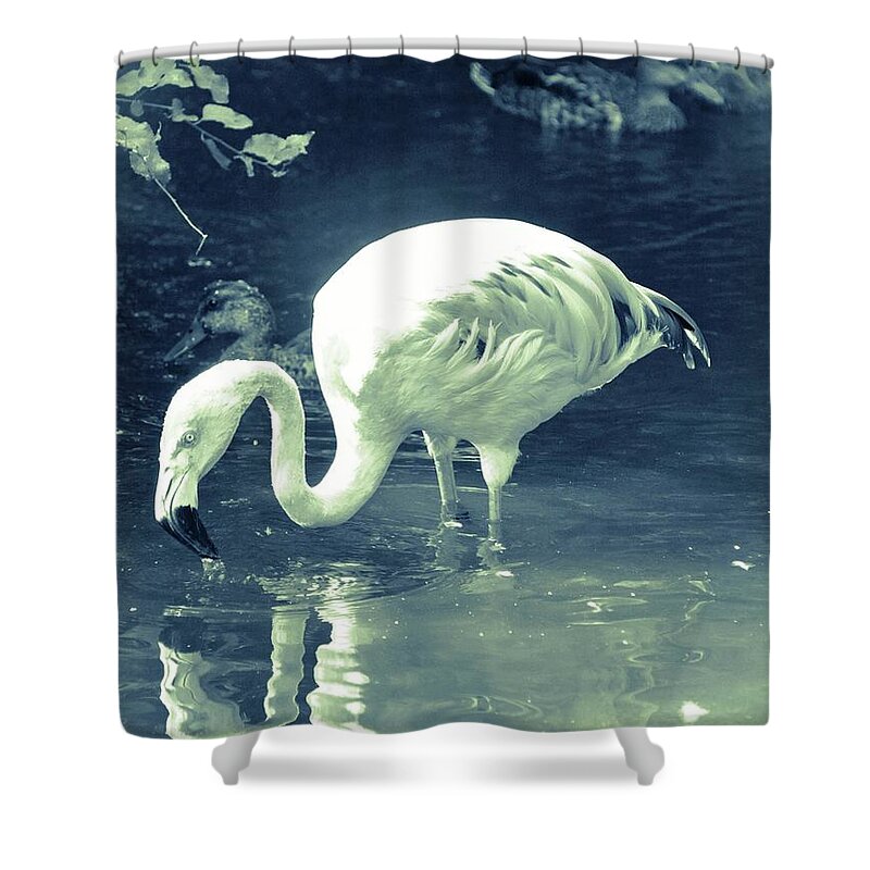 Beak Shower Curtain featuring the photograph Misty Blue Flamingo by Lisa Kilby