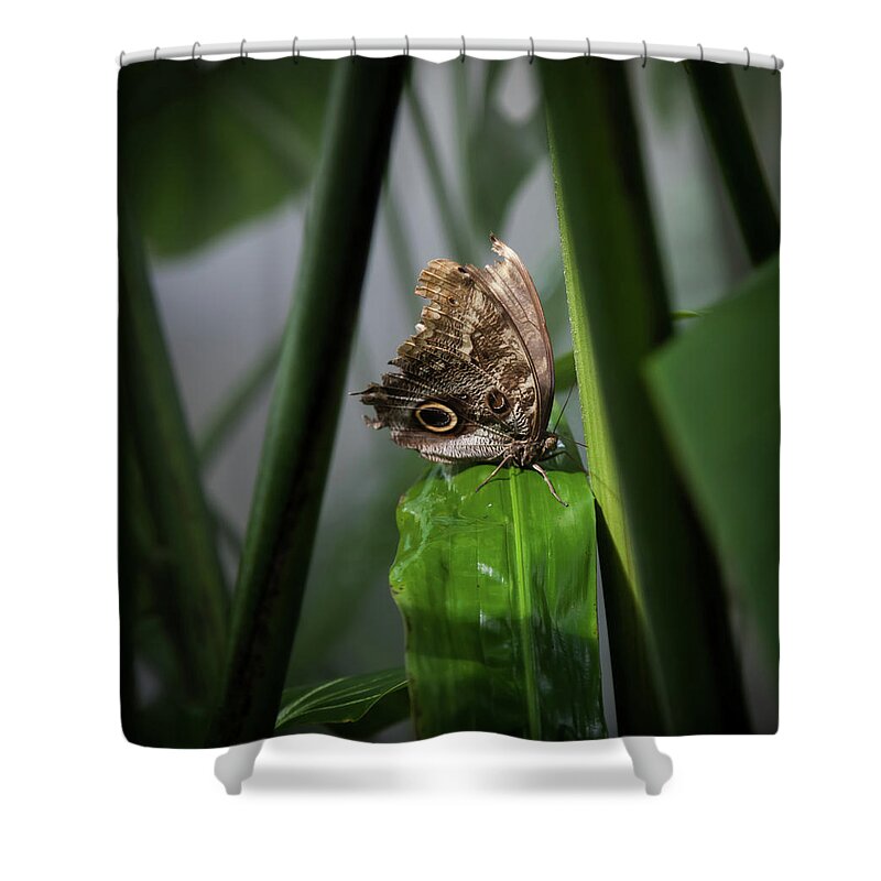Owl Butterfly Shower Curtain featuring the photograph Misty Morning Owl by Karen Wiles