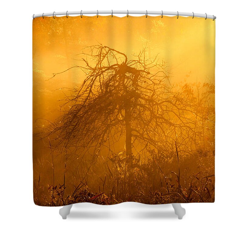 Swamp Shower Curtain featuring the photograph Misty Swamp Sunrise by Irwin Barrett