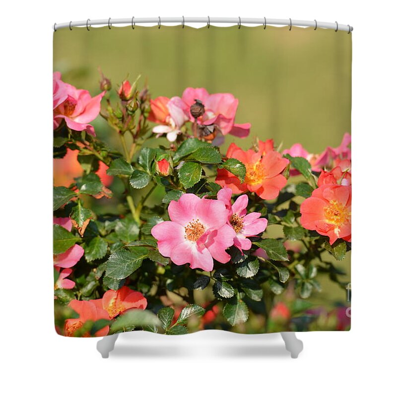 Mixed Roses Shower Curtain featuring the photograph Mixed Roses by Maria Urso