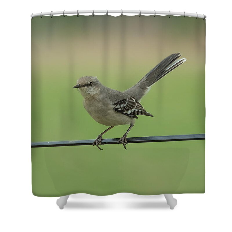 Jan Shower Curtain featuring the photograph Mockingbird by Holden The Moment
