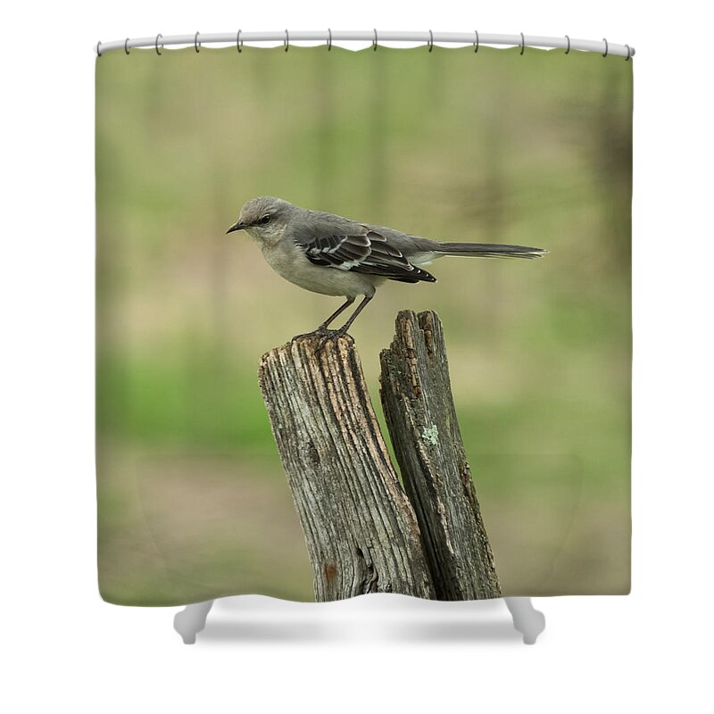 Jan Holden Shower Curtain featuring the photograph Perched on an Old Fence by Holden The Moment