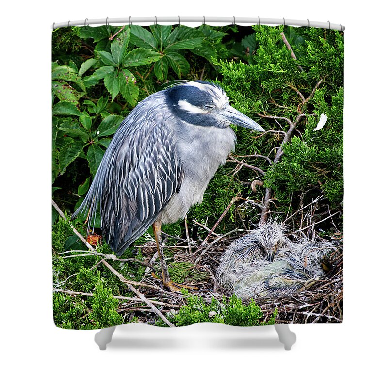 Birds Shower Curtain featuring the photograph Mommy and Baby by Paul Ross