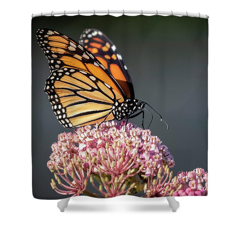 Monarch Butterfly Shower Curtain featuring the photograph Monarch 2018-6 by Thomas Young