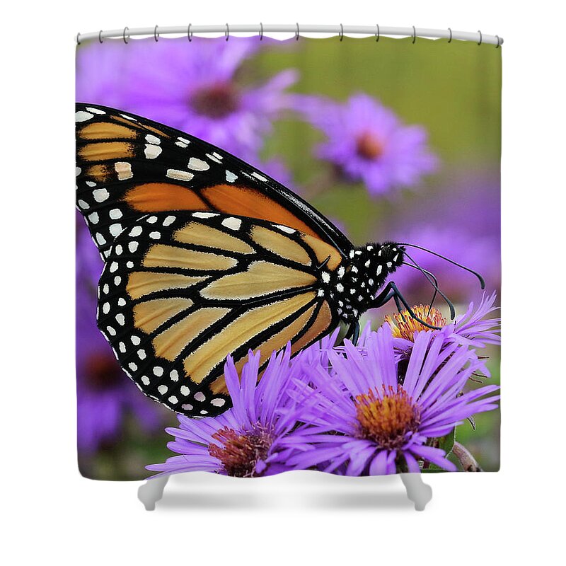 Monarch Butterfly Shower Curtain featuring the photograph Monarch Among the Asters by Doris Potter