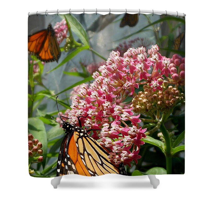Monarch Butterfly Shower Curtain featuring the photograph Monarch Arc by Kristin Aquariann